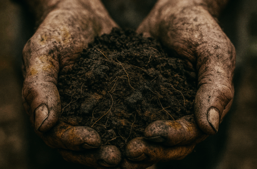 man's hands holding heavy metal contamination in soil