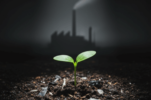 toxic biosolids fertilizer