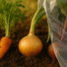 Freshly harvested vegetables — a carrot, onion, and beet — with part of the crop covered in clear plastic on dark soil, symbolizing the contamination of farmland by microplastics.
