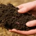 Hands holding living soil with visible worms and roots, showing how chemical farming affects health through soil depletion and loss of microbial life.