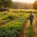 Regenerative farm with diverse crops growing in healthy soil as a farmer walks through the fields at sunset