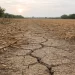 Dry cracked farmland showing depleted soil in a harvested field