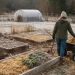 Woman tending frost-covered garden beds on a winter homestead, covering soil with straw for seasonal restoration and soil health.