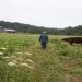 Farmer walking through a pasture with grazing cattle on a regenerative farm under an overcast sky, soil and vegetation fully visible in natural light