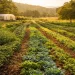Regenerative farm fields with diverse crops growing in healthy living soil, illustrating the connection between soil health and human health