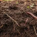 Close-up of rich, healthy farm soil with visible roots and earthworms in natural daylight