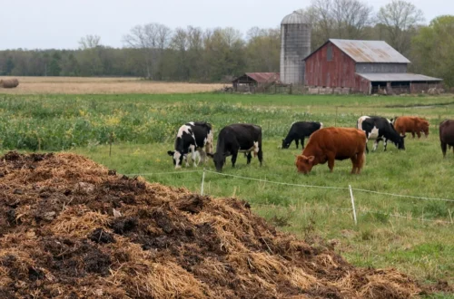 Compost pile in a pasture with grazing cattle and a red barn in the background, illustrating regenerative farming practices that rebuild soil health