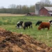 Compost pile in a pasture with grazing cattle and a red barn in the background, illustrating regenerative farming practices that rebuild soil health