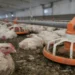 Crowded factory farm chickens inside an industrial poultry barn with feeding system and confined animals