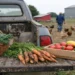Fresh vegetables, eggs, and greens harvested on a small farm sit on the tailgate of an old pickup truck while chickens roam a pasture behind a farmer near grain silos.