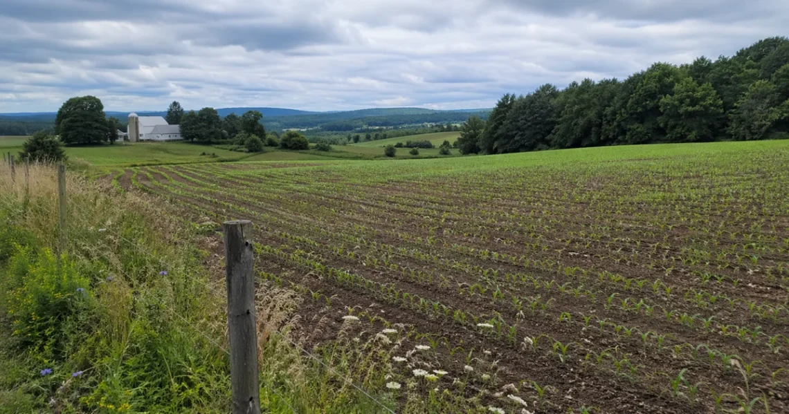 young crops growing in farm field with healthy soil and rural landscape in background
