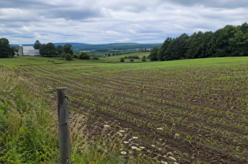 young crops growing in farm field with healthy soil and rural landscape in background