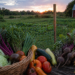 Fresh vegetables from a local farm displayed in a basket at sunset, representing how food sourcing impacts health and nutrient quality