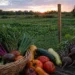 Fresh vegetables from a local farm displayed in a basket at sunset, representing how food sourcing impacts health and nutrient quality