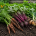 Freshly harvested carrots, beets, and onions resting on dark garden soil, showing how healthy soil supports better food.