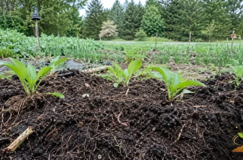 Living garden soil with young plants, roots, and an earthworm showing the quiet life beneath healthy food.