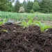 Living garden soil with young plants, roots, and an earthworm showing the quiet life beneath healthy food.
