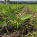 Close-up view of a young green plant growing in healthy soil with cover crops, crop residue, and a farm field in the background.