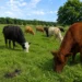 Cows grazing in a green pasture showing how regenerative grazing can support soil health and ecosystem balance.