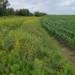 Woman standing beside a diverse wildflower buffer next to a uniform crop field, showing the contrast between biodiversity and monocropping.