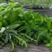 Fresh herbs including basil, rosemary, sage, thyme, mint, dill, parsley, and cilantro arranged on a rustic wooden table for Donna Appel’s article on real food and healing herbs.