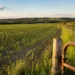 Rows of young crops growing across a farm field beside a fence line in natural evening light.