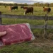 A package of beef held in front of cattle grazing in a pasture
